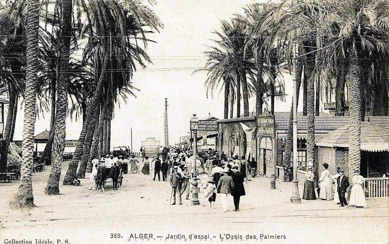 376- Alger - Jardin d'essai - L'oasis des palmiers.jpg